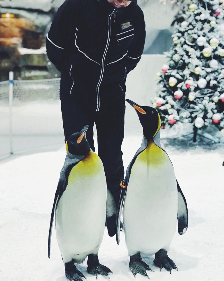 Пингвины в Дубае Ski Dubai